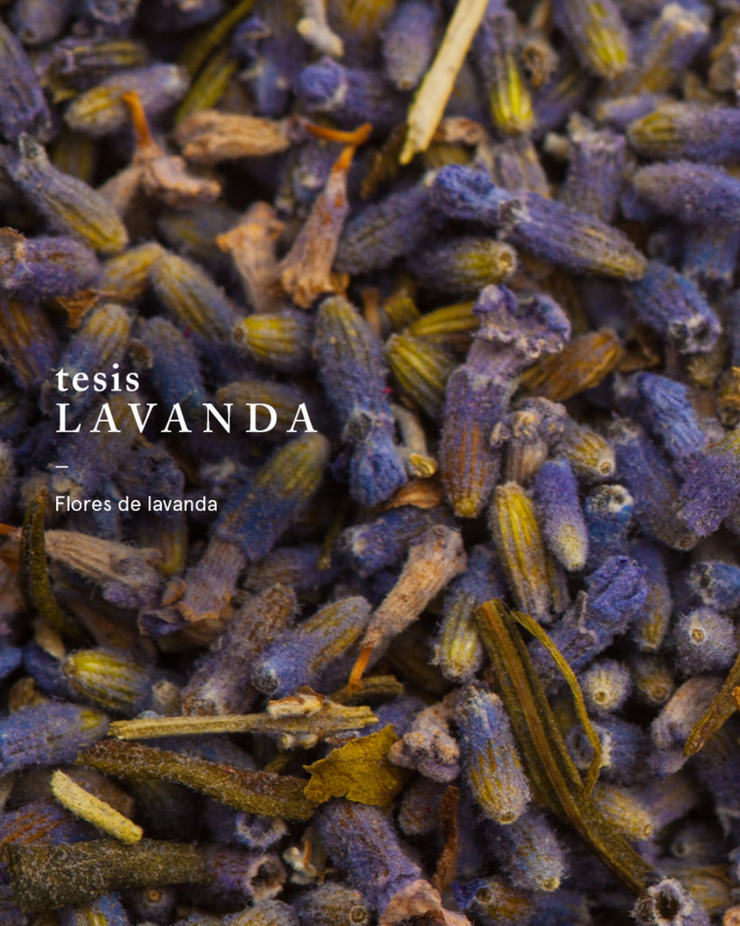 Lavanda: un respiro para el alma✨