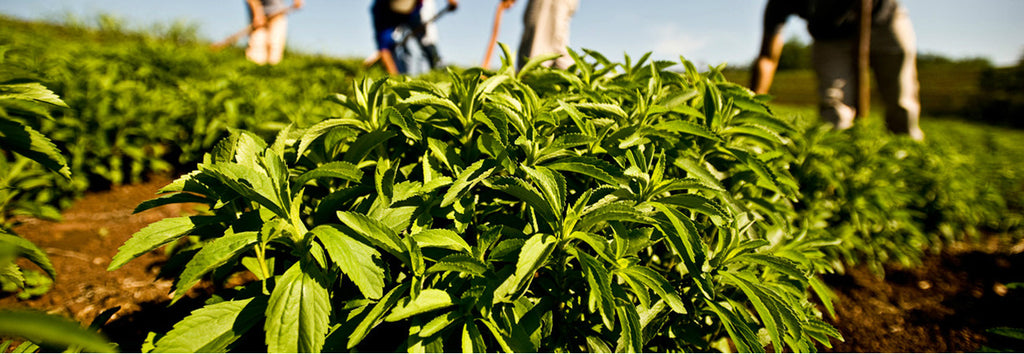 La stevia