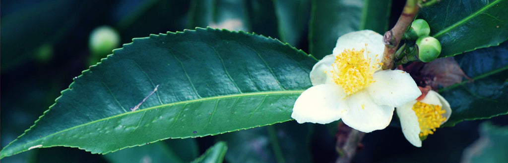 CAMELIA SINENSIS: Sus beneficios en la salud